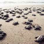 Du lịch Côn Đảo xem rùa đẻ trứng