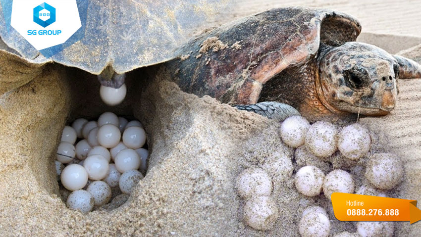 Quá trình đẻ trứng của Rùa Vích ở Côn Đảo