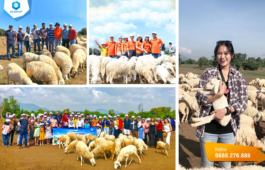 Một số hình ảnh của các công ty đã có mặt tại trang trại cừu trong tour Hồ Tràm