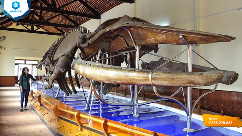Bộ xương Cá Voi lớn nhất Việt Nam