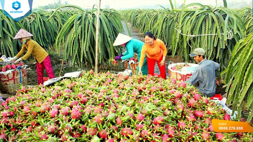 Cảnh thu hoạch thanh long của các hộ gia đình tại Hàm Thuận Nam