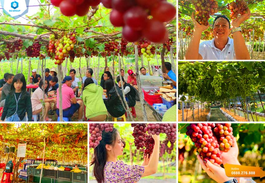 Tham quan và check-in "sống ảo" tại vườn nho Bình Thuận cực chill