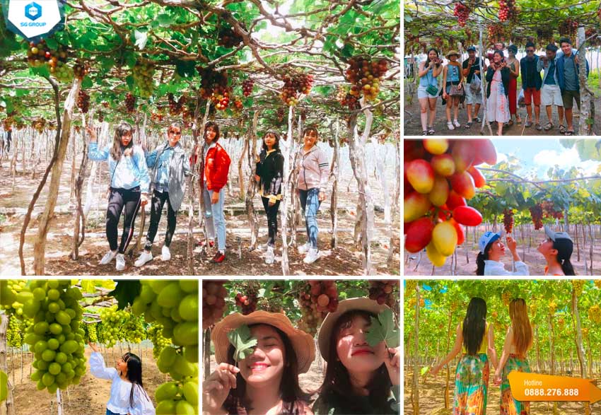 Trải nghiệm mê cung xanh tại vườn nho Thái An