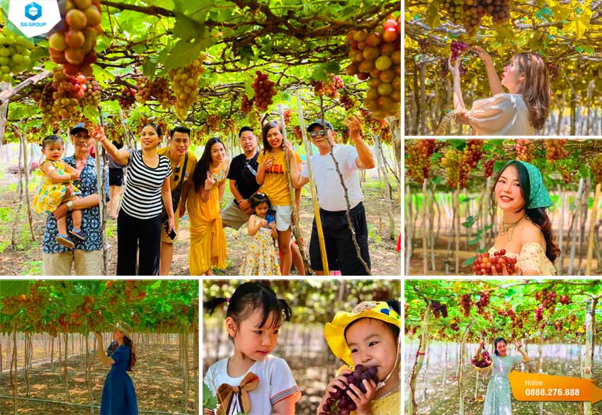 Tham quan các vườn nho siêu to tại Ninh Thuận