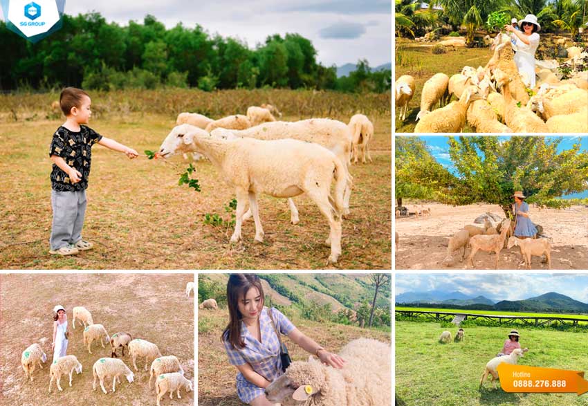 Những hình ảnh đẹp cùng những chú Cừu xinh xắn tại trang trại