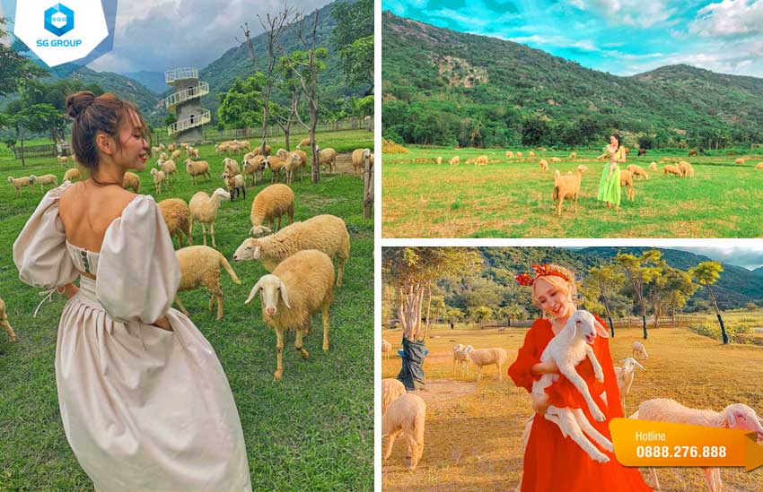 Check-in cùng những chú cừu được chăn thả tự nhiên ở làng An Hòa Ninh Thuận