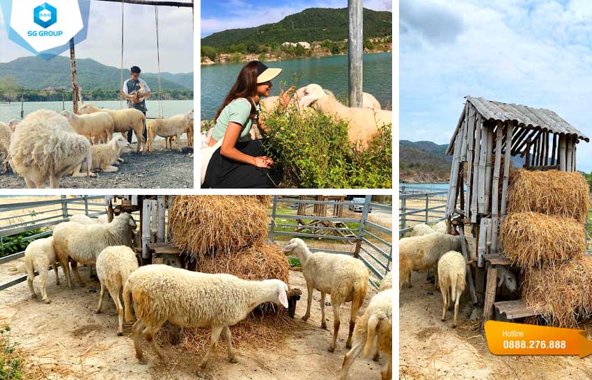 Du khách còn được chụp với đàn cừu dễ thương và cực kỳ thân thiện