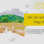Hãy cùng Saigontourism khám phá cánh đồng cừu Suối Nghệ qua bài viết này nhé!