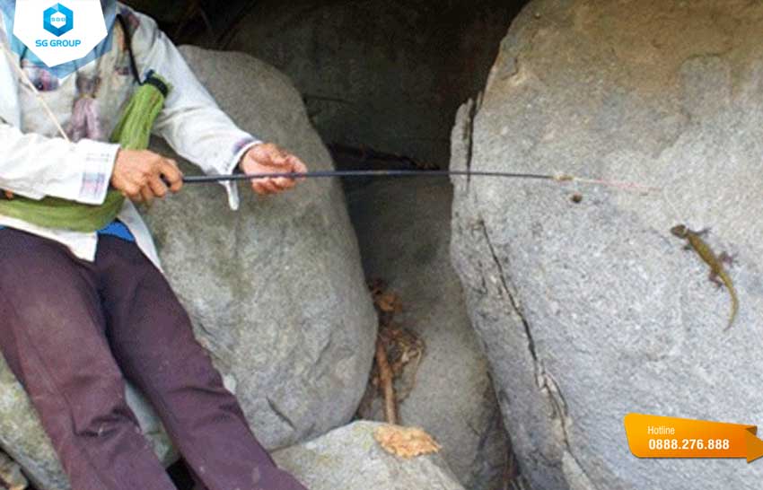 Để săn thằn lằn núi Bà Đen, người thợ cần có kỹ năng leo núi, quan sát và bẫy mồi
