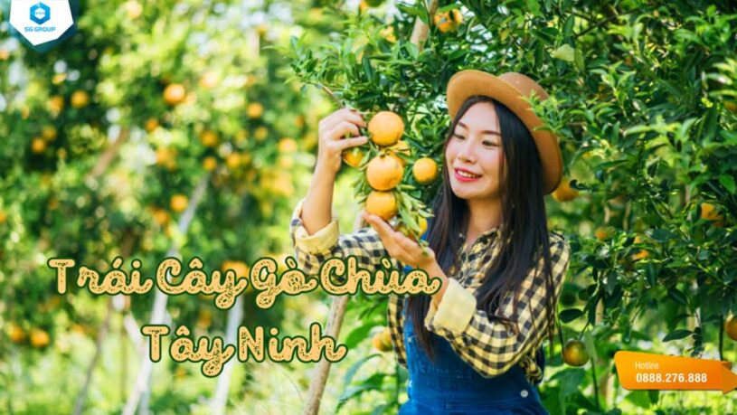 Hãy cùng Saigontourism đến vườn trái cây Gò Chùa và cảm nhận vị ngon ngọt ngào của thiên nhiên nơi đây nhé!