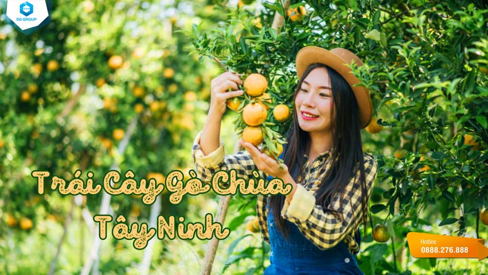 Hãy cùng Saigontourism đến vườn trái cây Gò Chùa và cảm nhận vị ngon ngọt ngào của thiên nhiên nơi đây nhé!
