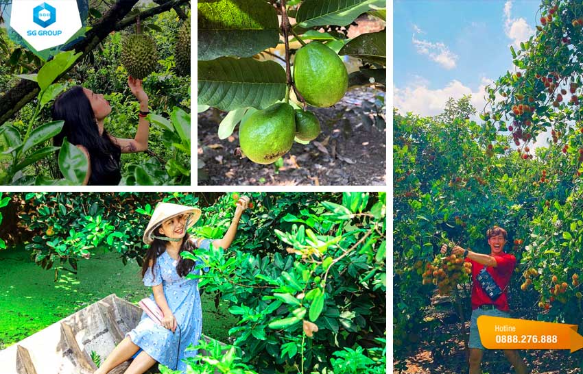 Vườn trài cây Gò Chùa Tây Ninh có vô số loại hoa quả phong phú