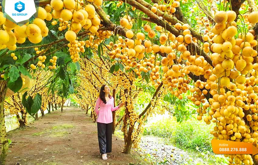 Vườn trái cây Trảng Bàng tọa lạc tại ấp Cầu Xe (xóm Suối), xã Hưng Thuận, Huyện Trảng Bàng