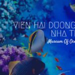 Viện Hải dương học Nha Trang - Thế giới đại dương thu nhỏ đang chờ bạn