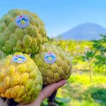 Mãng cầu Tây Ninh trồng theo tiêu chuẩn VietGAP (loại 1) tại vườn nhà ông Chiêu
