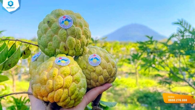 Mãng cầu Tây Ninh trồng theo tiêu chuẩn VietGAP (loại 1) tại vườn nhà ông Chiêu